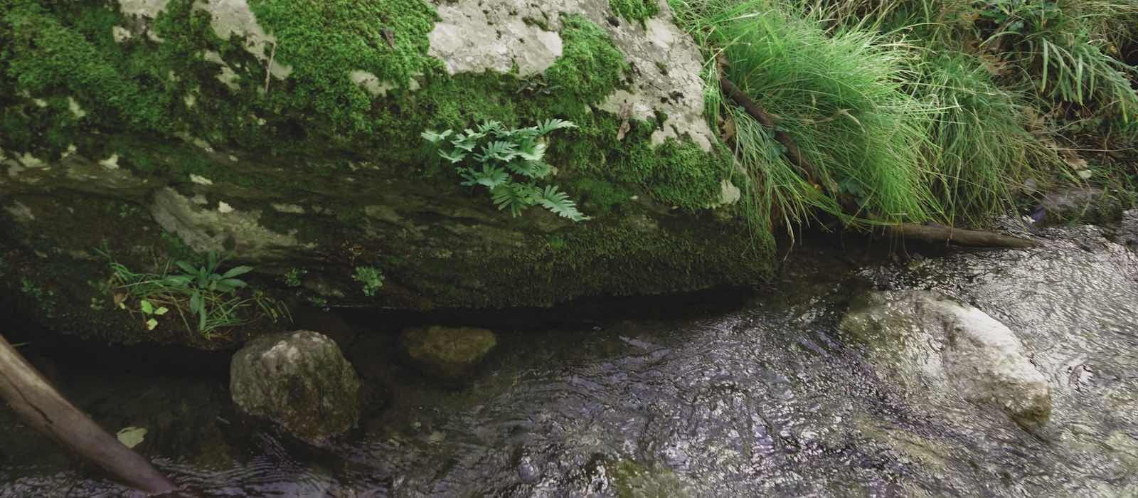 Südlicher Tüpfelfarn