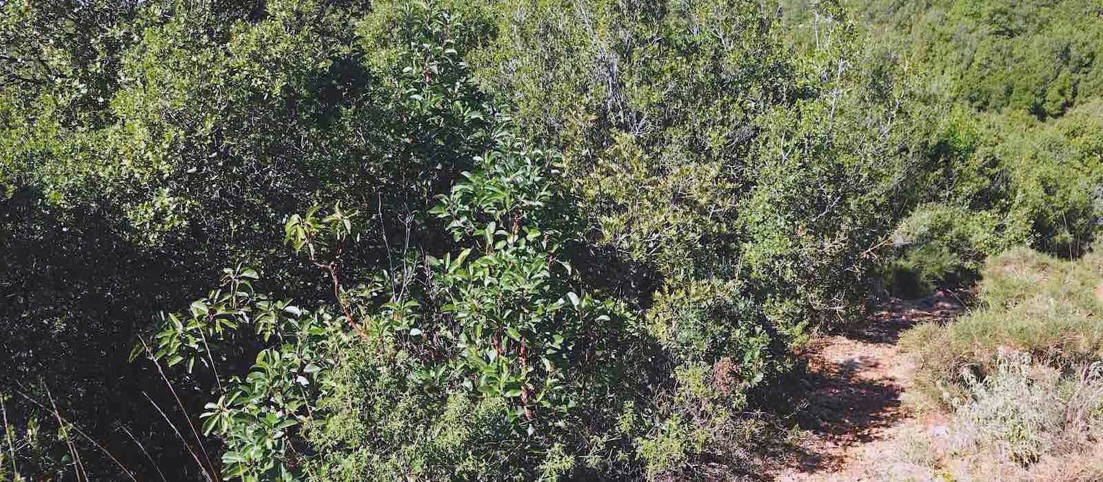 Östlicher Erdbeerbaum