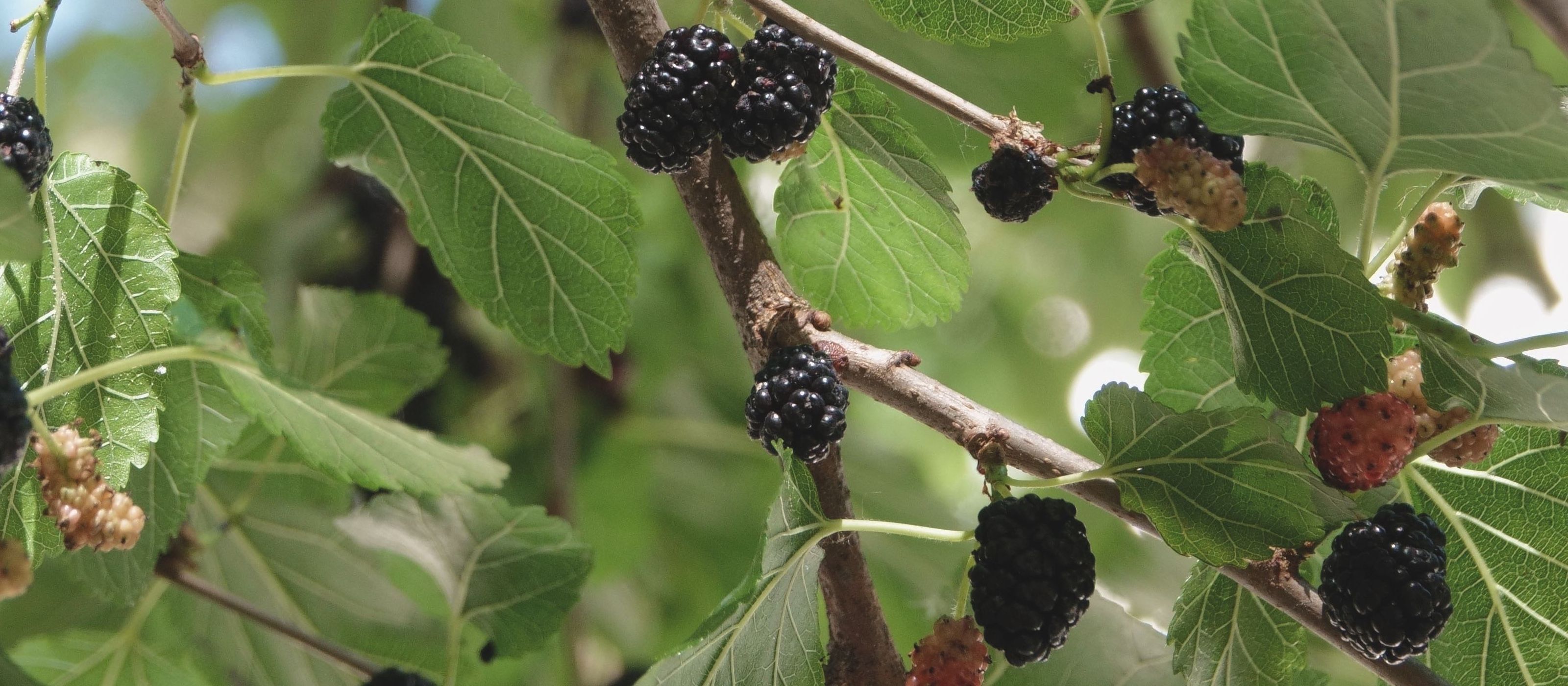 Schwarze Maulbeere
