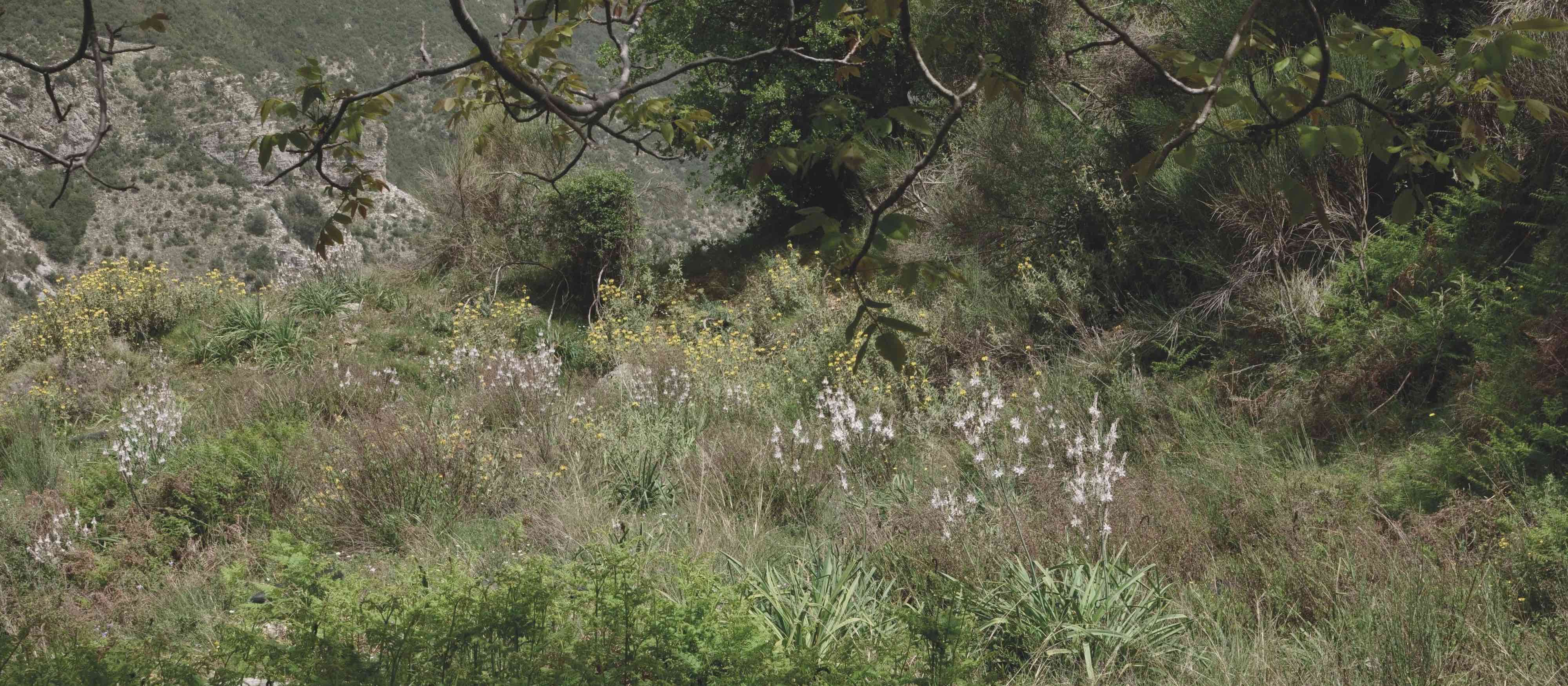 Ästiger oder Weißer Affodill 