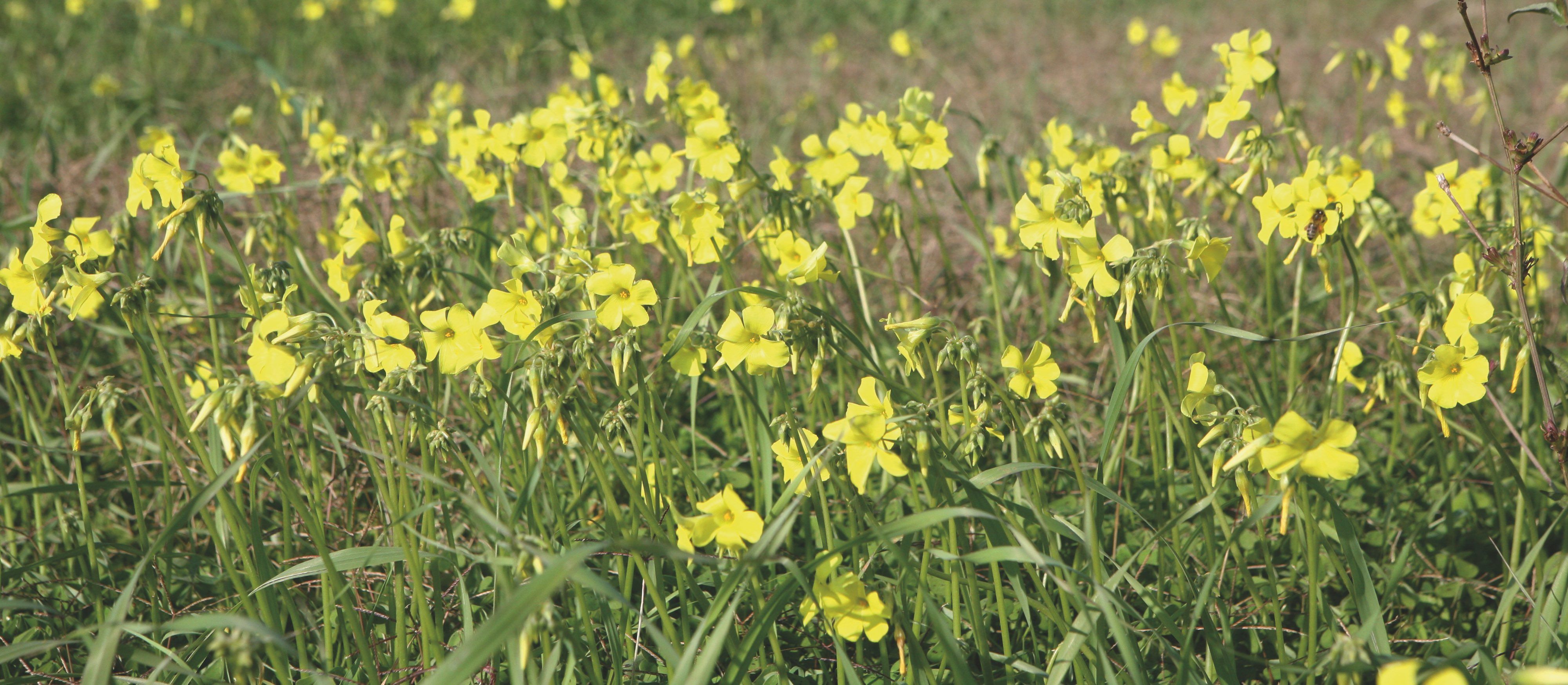 Ziegenfuß-Sauerklee